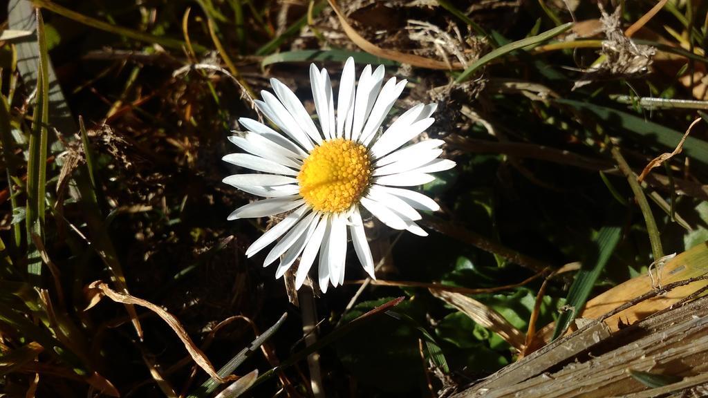 Appartamento Biobergbauernhof Brandenau Taxenbach Esterno foto