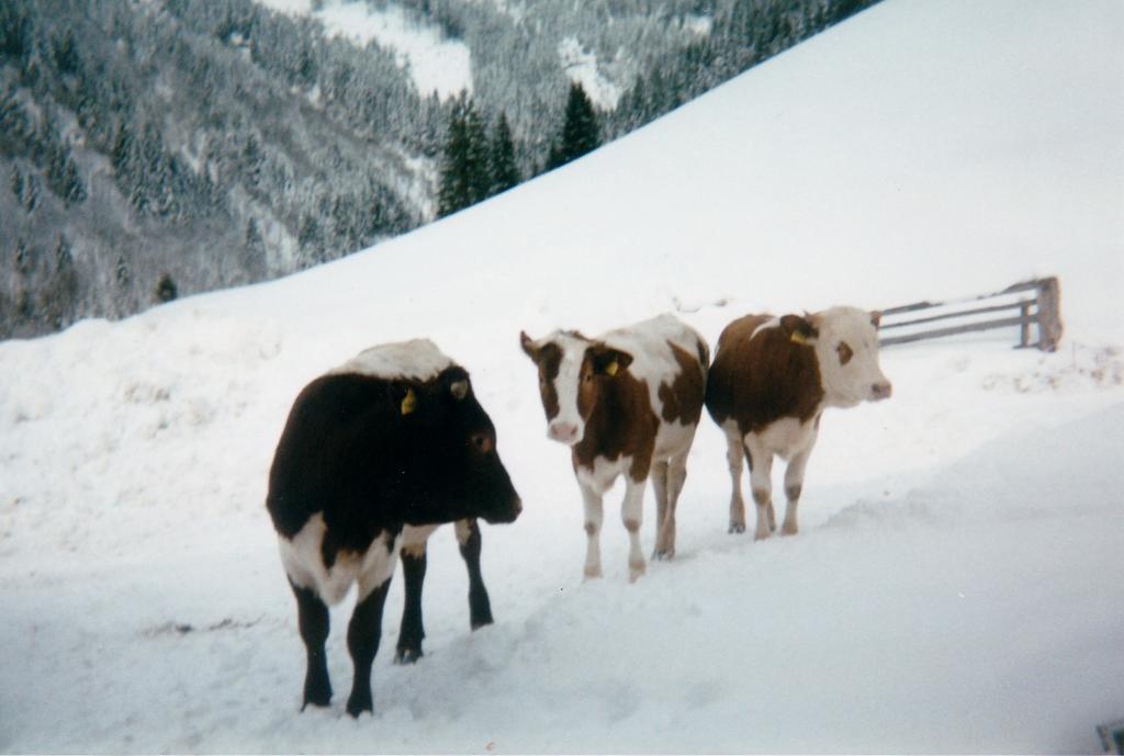 Appartamento Biobergbauernhof Brandenau Taxenbach Esterno foto